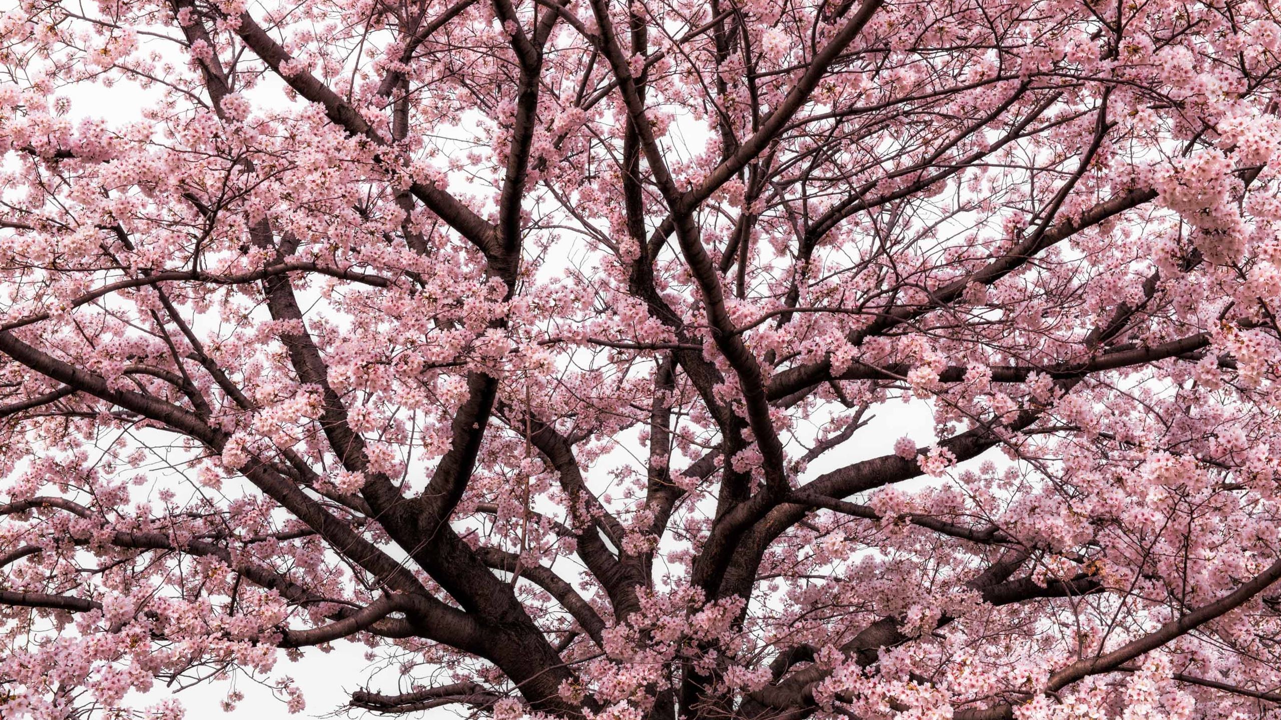 Blossoming Pink Flower Background, Natural Wallpaper, Japanese Cherry  Branch in Spring Garden Stock Photo - Image of bloom, garden: 141195232