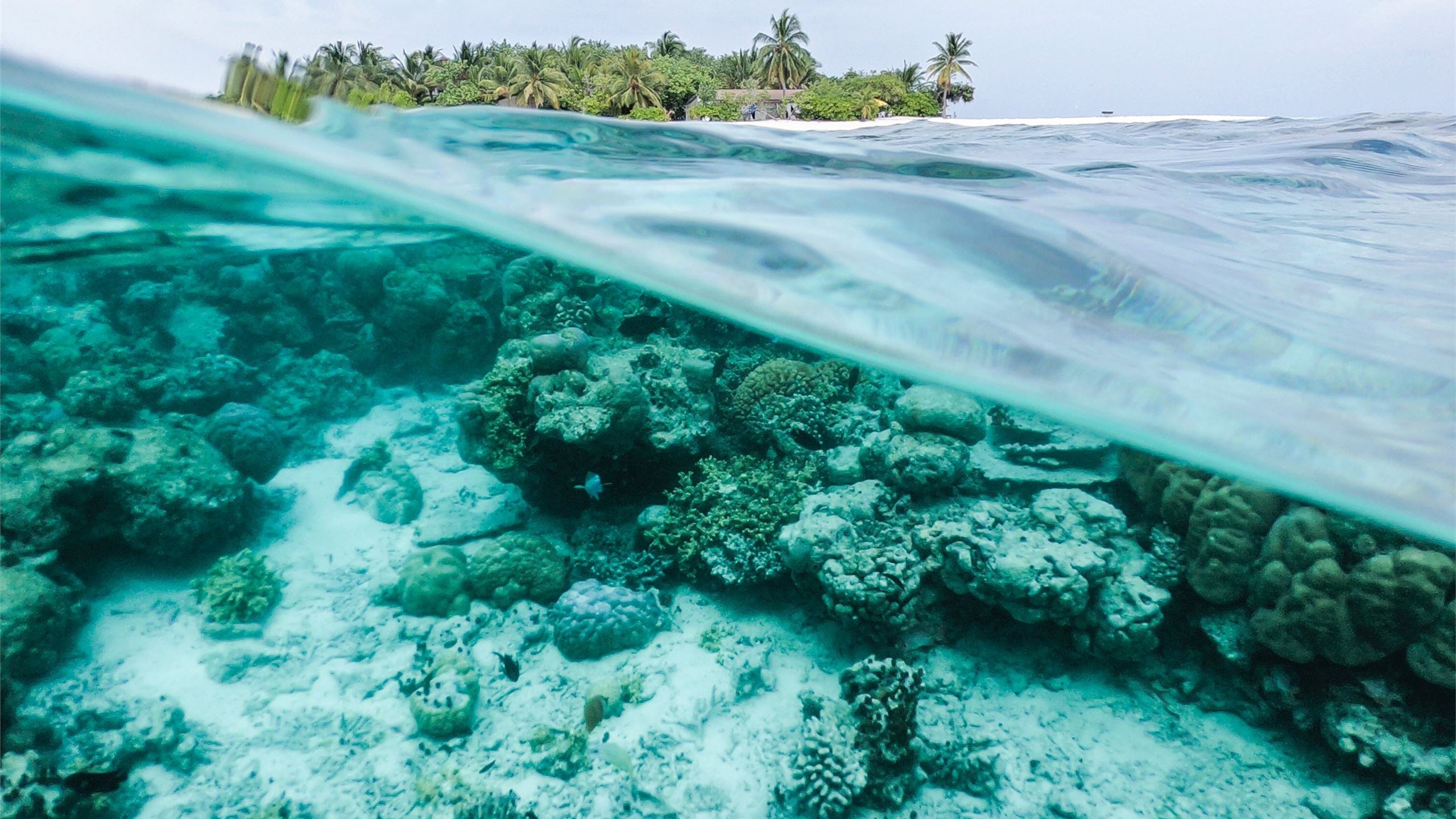 Underwater Maldives Mac Wallpaper Download | AllMacWallpaper