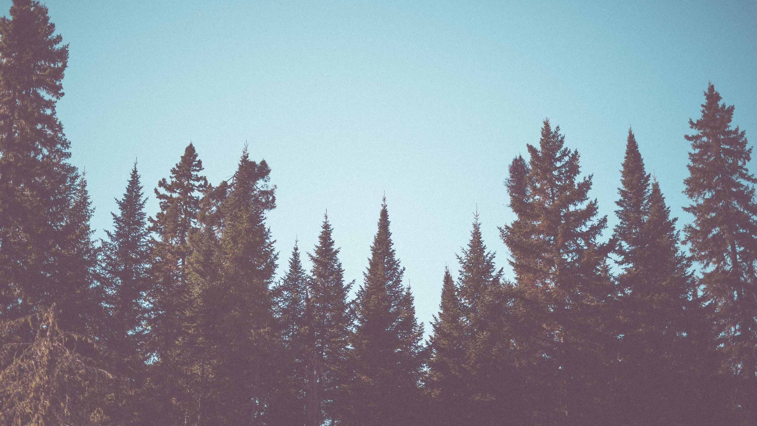 Vintage Fir Trees Forest Mac Wallpaper Download | AllMacWallpaper