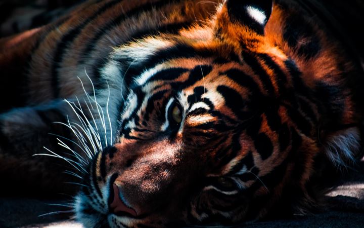 Tiger resting in the shad... iMac wallpaper