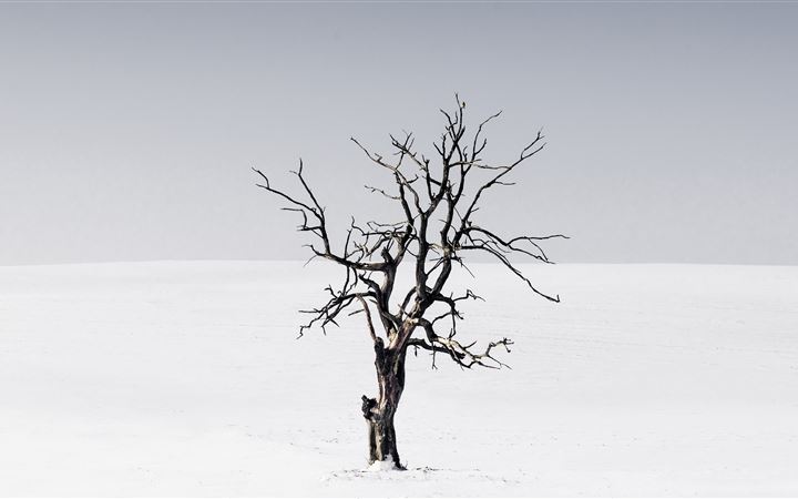 bare tree in the middle of snow iMac wallpaper