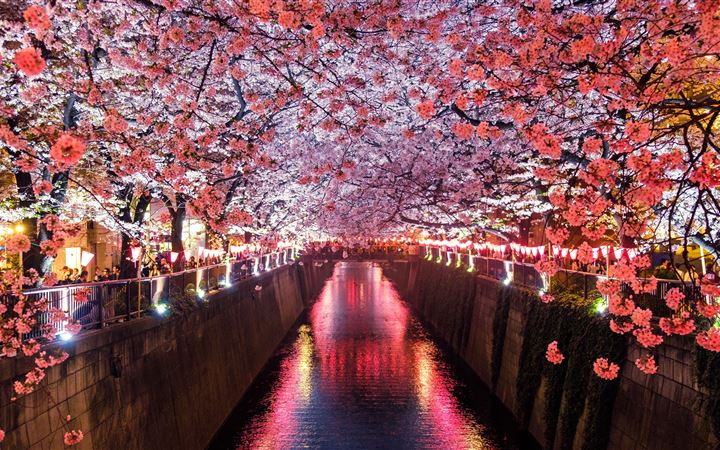 cherry blossom trees covering river canal iMac wallpaper
