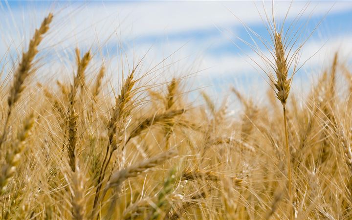 dry wheat farm iMac wallpaper