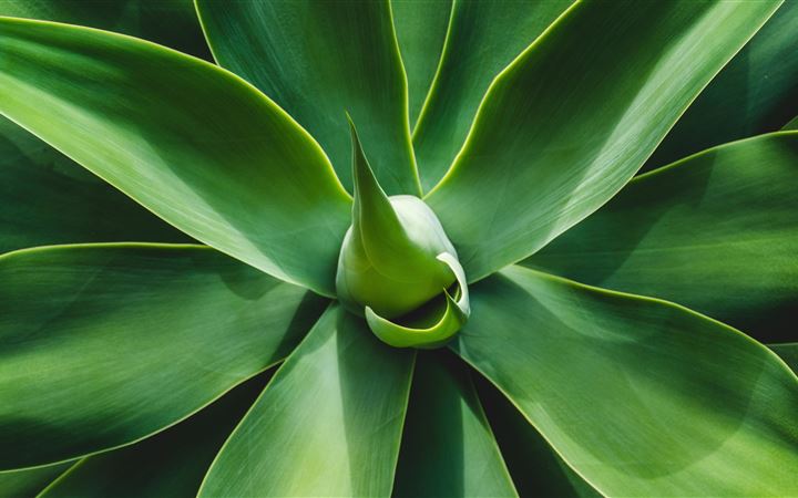 green leafed plant iMac wallpaper