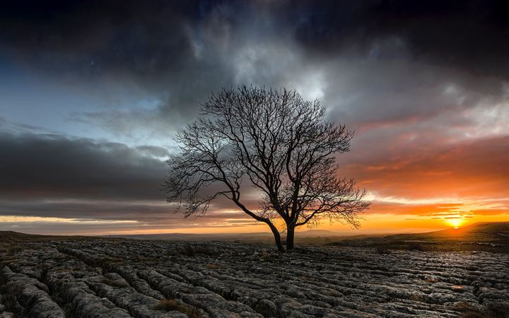 lonely tree in drought field sunset iMac wallpaper