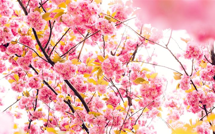 pink blossoming tree 8k iMac wallpaper