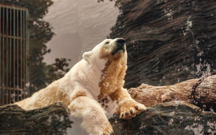 polar bear lying on brown rock iMac wallpaper