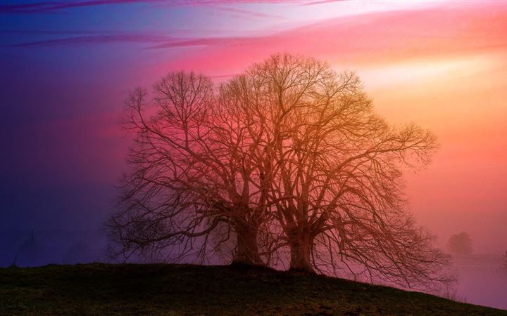 tree sunset dawn 5k iMac wallpaper