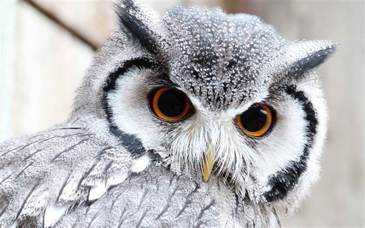 Cute Owl All Mac wallpaper