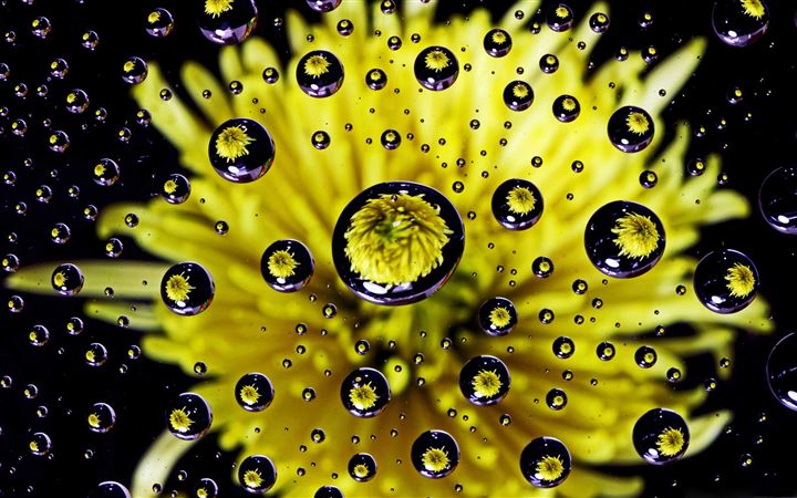Flower Water Drop Reflection All Mac wallpaper