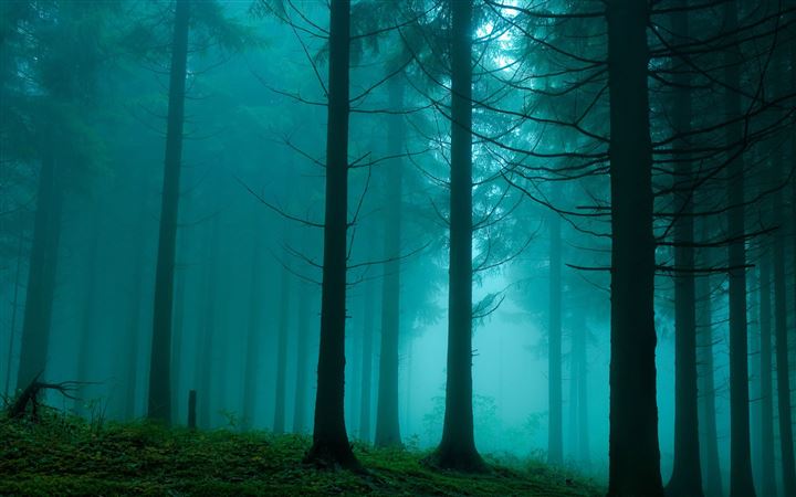 Forest In The Mist Nature All Mac wallpaper