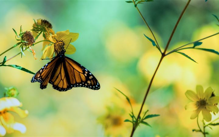 Monarch Butterfly On A Yellow Flower All Mac wallpaper