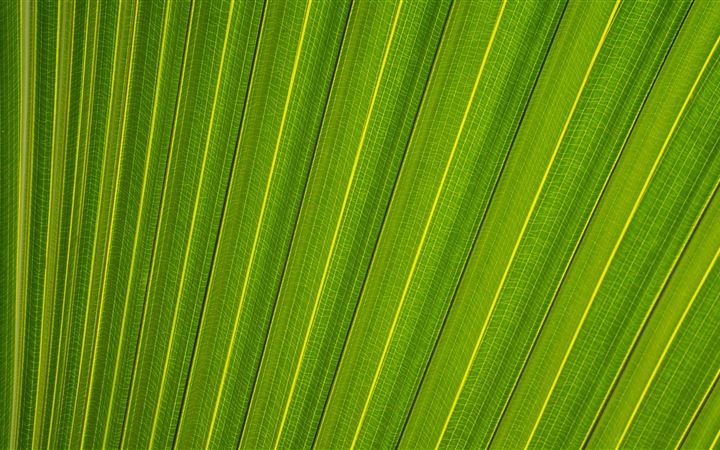 Parallel lines on a leaf All Mac wallpaper