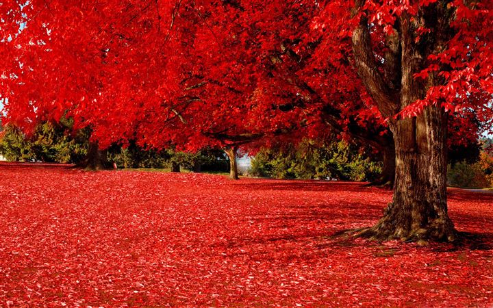 Red Autumn All Mac wallpaper