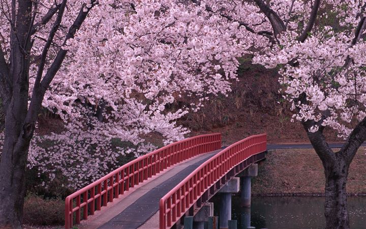 Sakura and bridge All Mac wallpaper