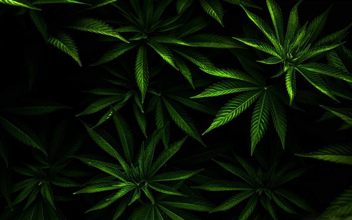 The Weed All Mac wallpaper