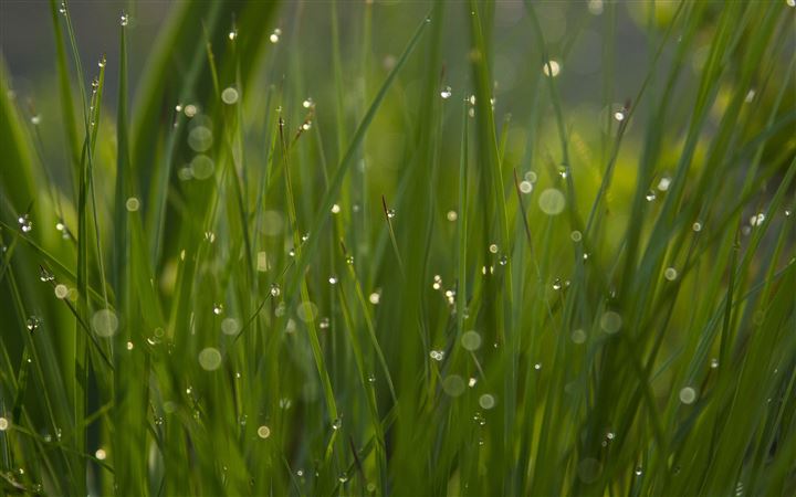 The grass with dew All Mac wallpaper
