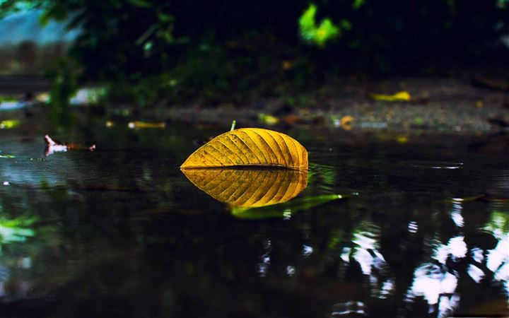 Yellow Leaf On Water All Mac wallpaper