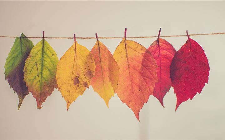 colorful autumn leafs 5k All Mac wallpaper