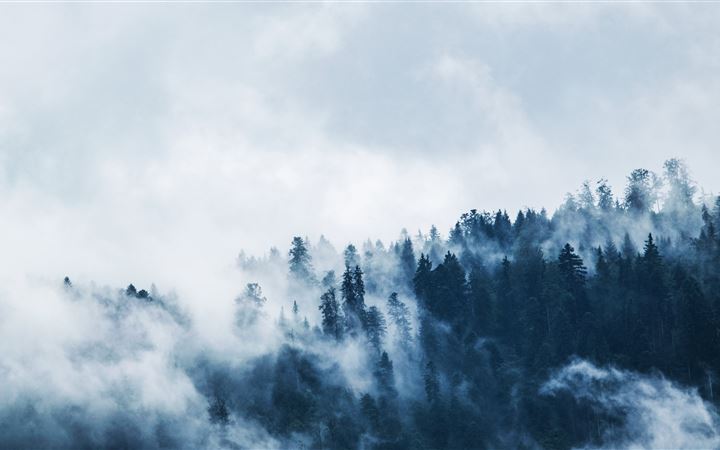 green pine trees covered with fogs 5k All Mac wallpaper
