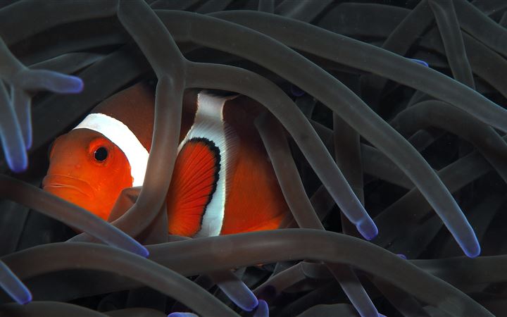orange clownfish All Mac wallpaper