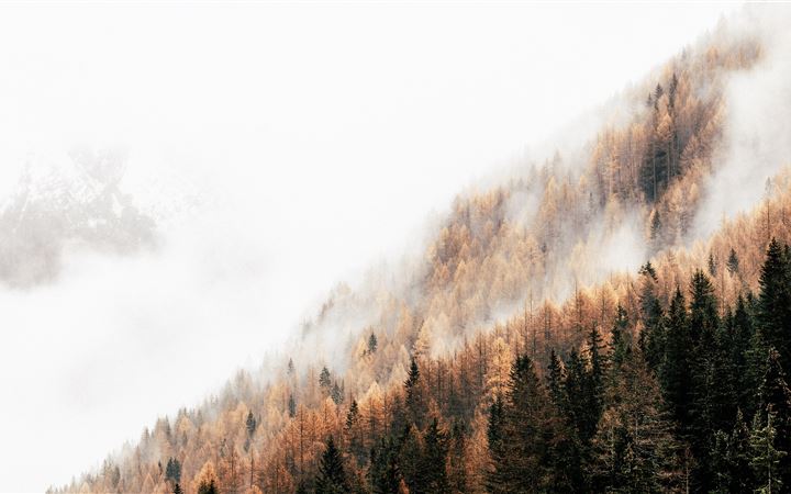 pine trees with fog All Mac wallpaper