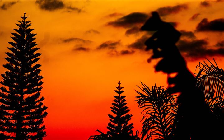 silhouette photo of trees during golden hour All Mac wallpaper