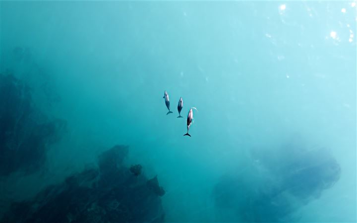 2 person in black wet suit diving on water MacBook Air wallpaper