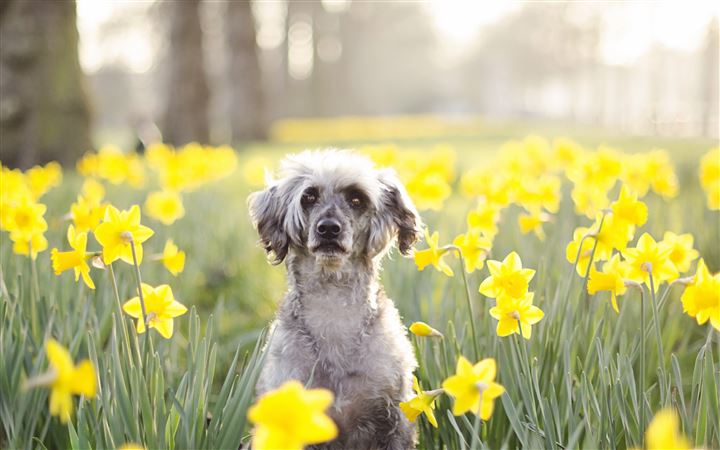 A dog in flowers tune All Mac wallpaper