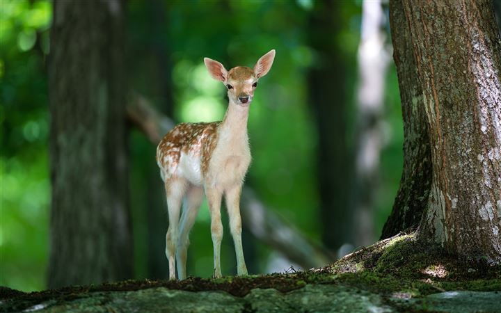 A sika deer in the forest All Mac wallpaper