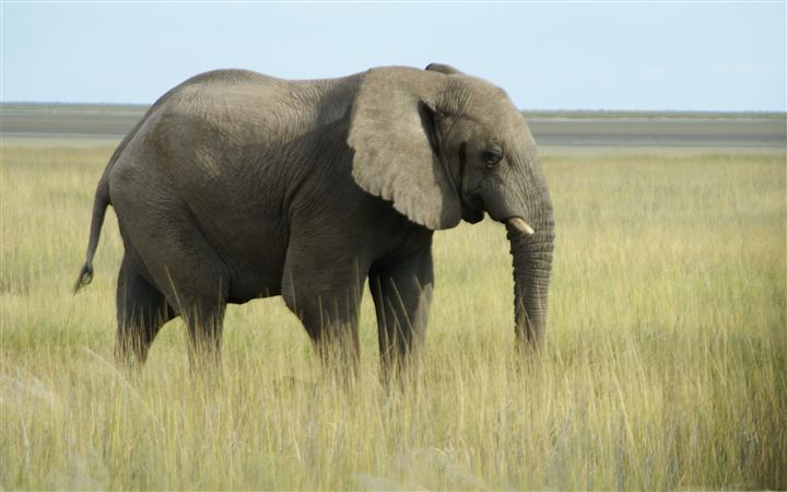African Elephant Namibia All Mac wallpaper