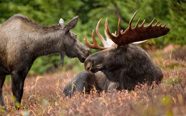 Alaskan Moose Pair All Mac wallpaper