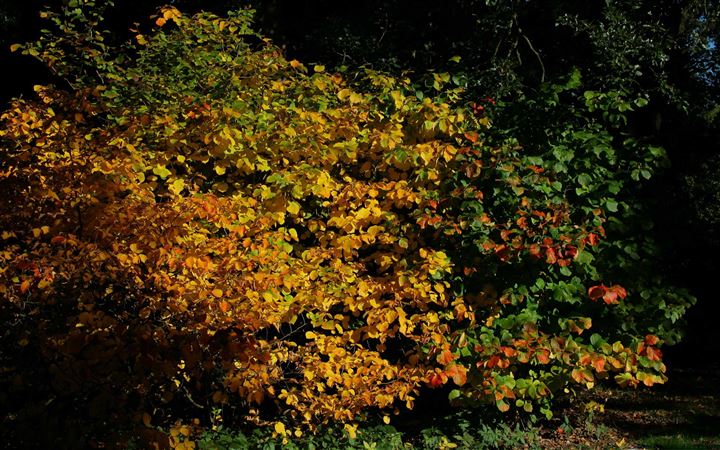 An Autumn Scene At The Arboretum All Mac wallpaper