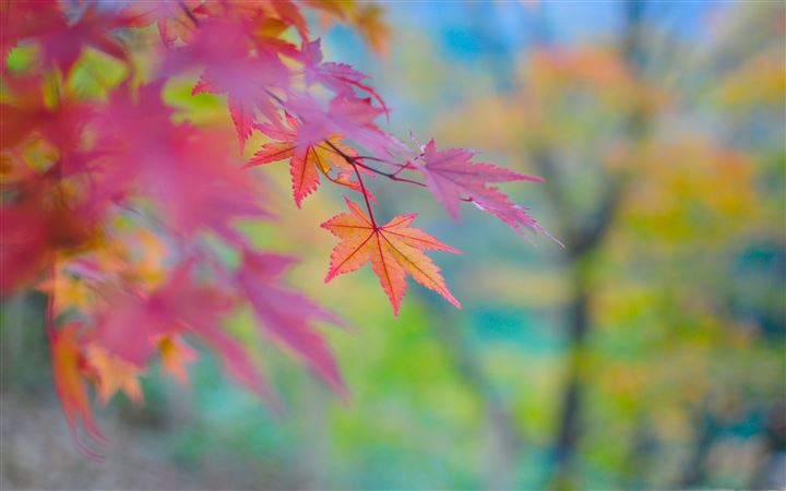 Autumn Colors In Japan MacBook Air wallpaper