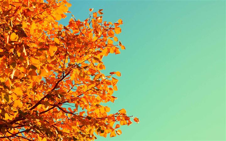 Autumn Colors All Mac wallpaper