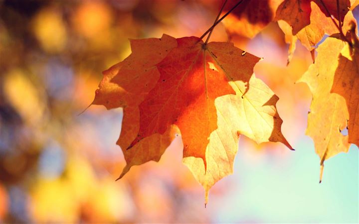 Autumn Is Here All Mac wallpaper