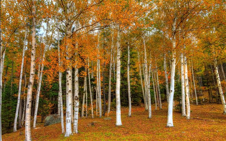 Autumn Woods All Mac wallpaper