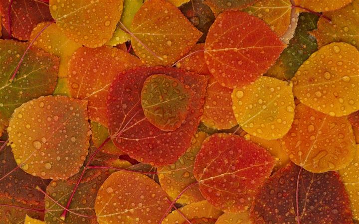 Autumn leafs All Mac wallpaper