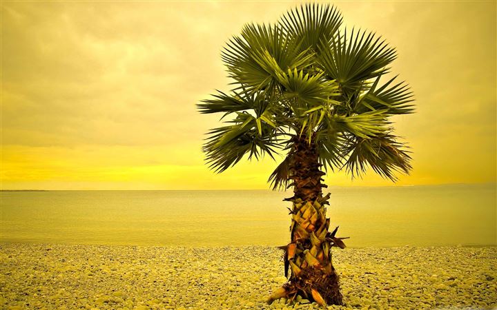 Beach Palm Tree All Mac wallpaper
