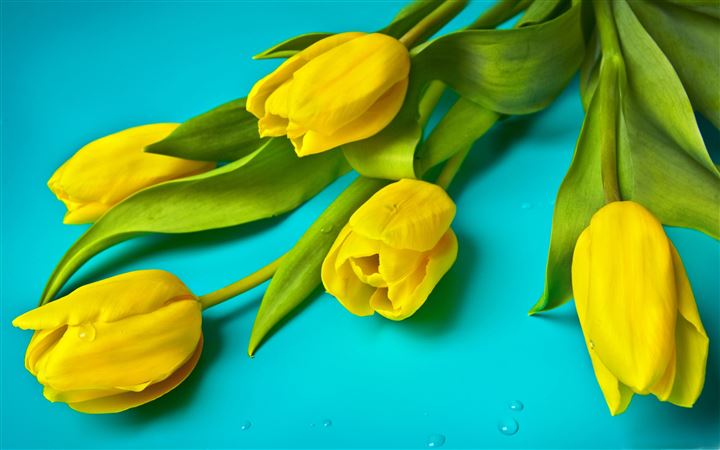 Beautiful Yellow Tulips All Mac wallpaper