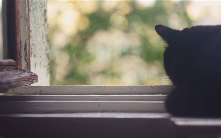 Black Cat Near Window All Mac wallpaper