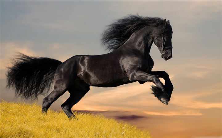 Black Horse All Mac wallpaper