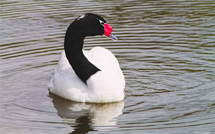 Black Necked Swan All Mac wallpaper