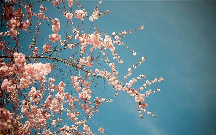 Blossom Tree Spring All Mac wallpaper