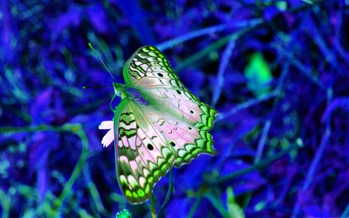 Blue And Green Butterfly All Mac wallpaper