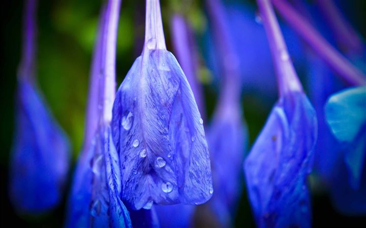 Blue Flower With Raindrops All Mac wallpaper