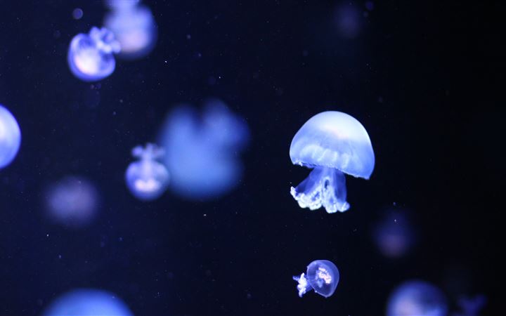 Blue Jellyfishes All Mac wallpaper