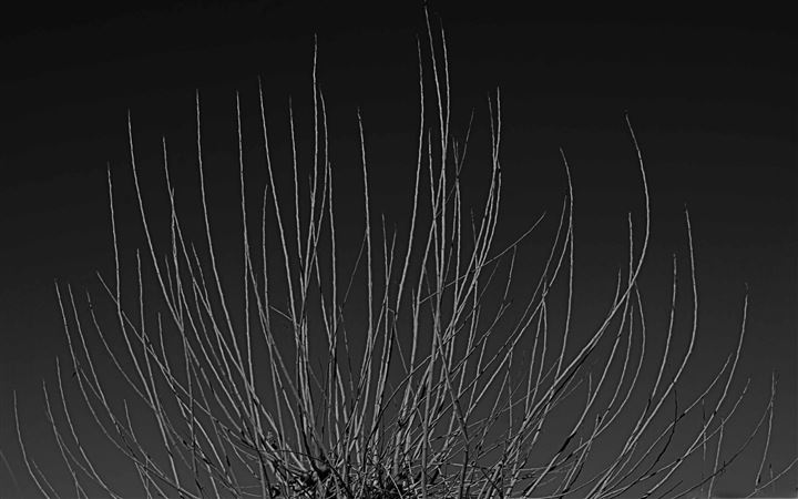 Branches Black And White All Mac wallpaper
