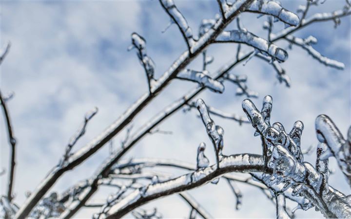 Branches Engulfed In Ice All Mac wallpaper