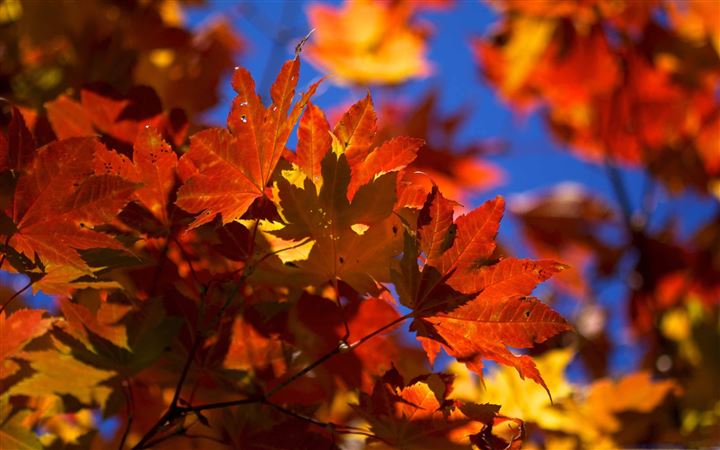 Bright Autumn Leaves All Mac wallpaper